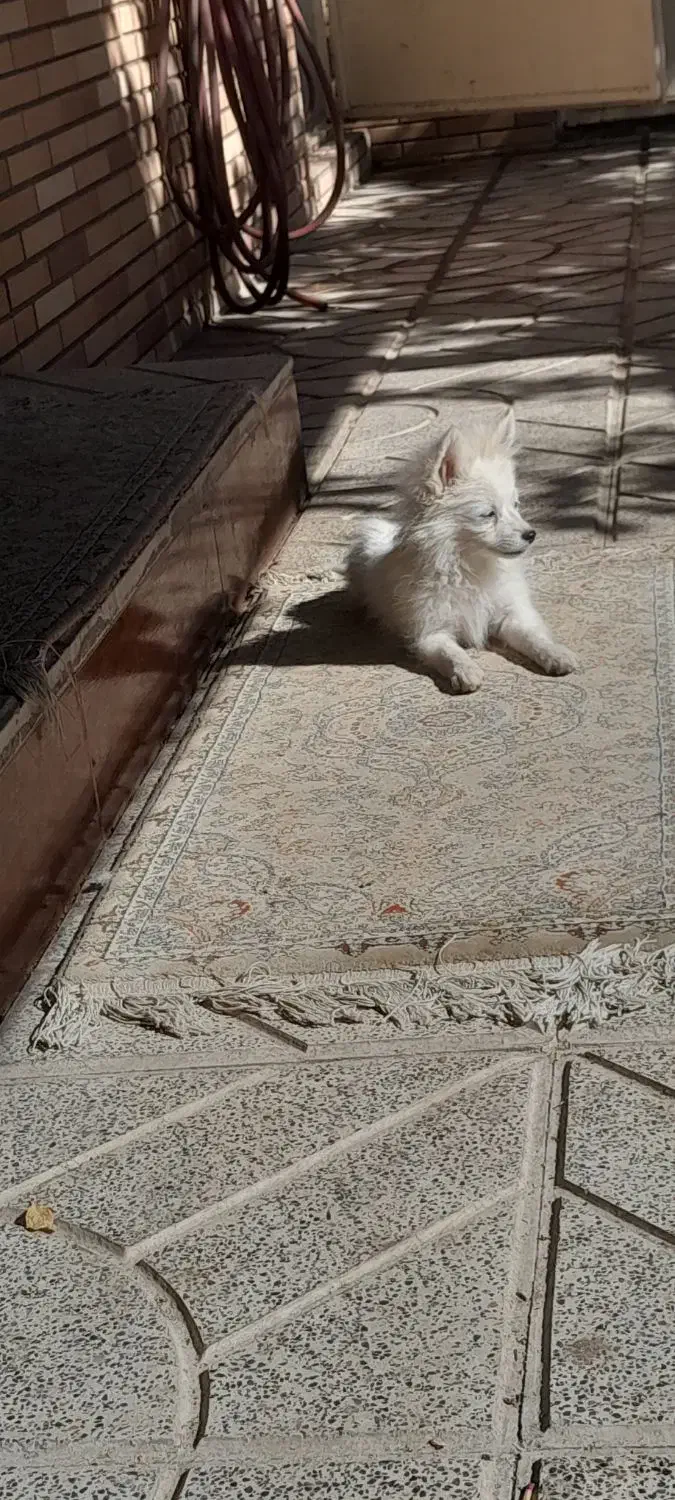 سگ پامرین سفید|سگ|مبارکه, |دیوار