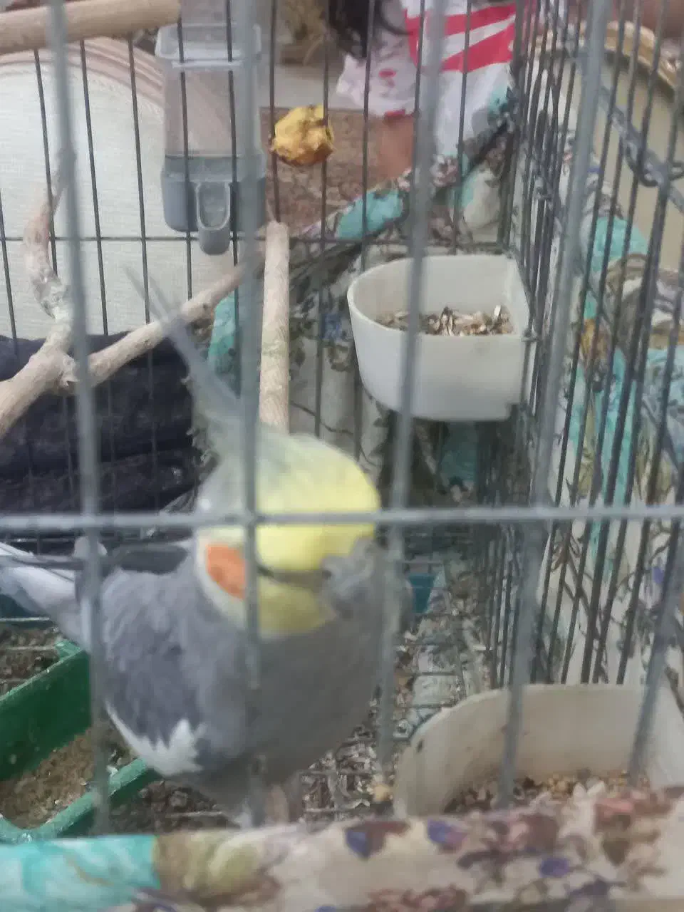 فروش یا معاوضه عروس طوطی|پرنده|قزوین, |دیوار