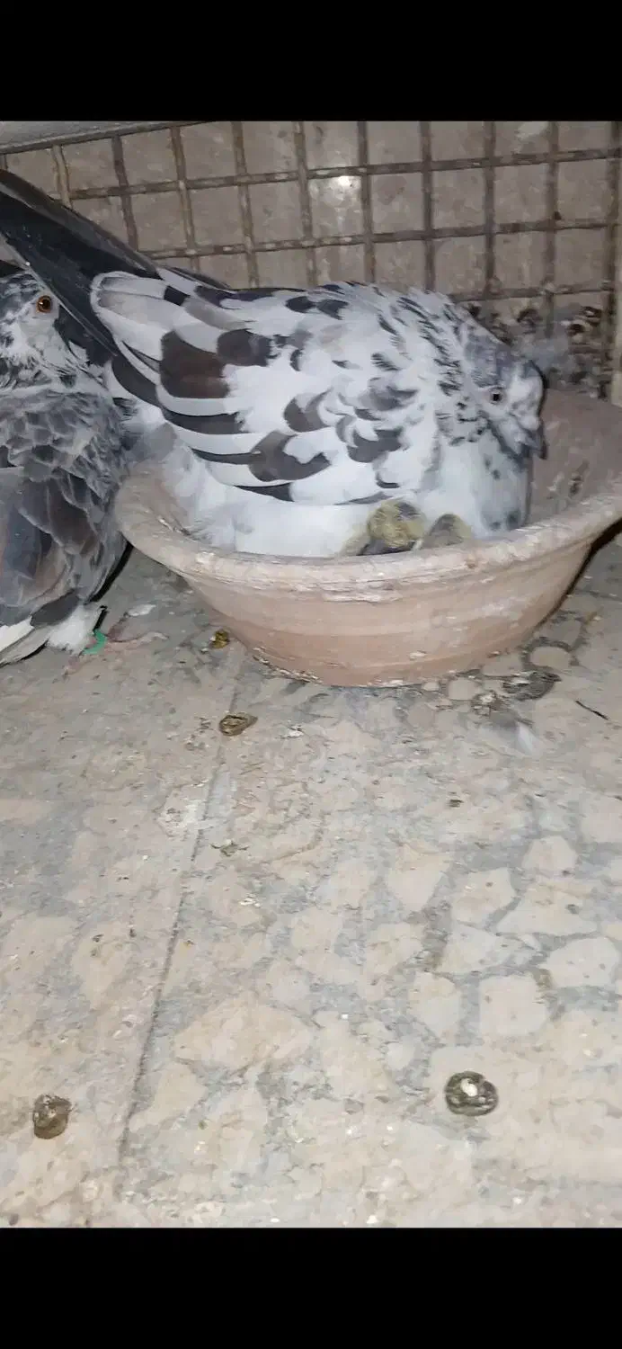 یک عدد ماده سوسکی گم شده|پرنده|شاهین‌شهر, شهرک امام رضا|دیوار