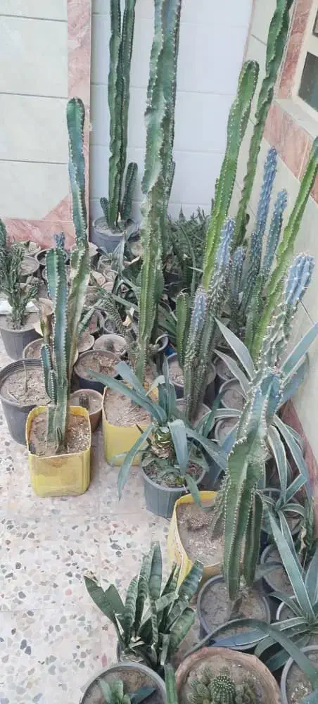 کاکتوس|گل و گیاه طبیعی|برازجان, |دیوار