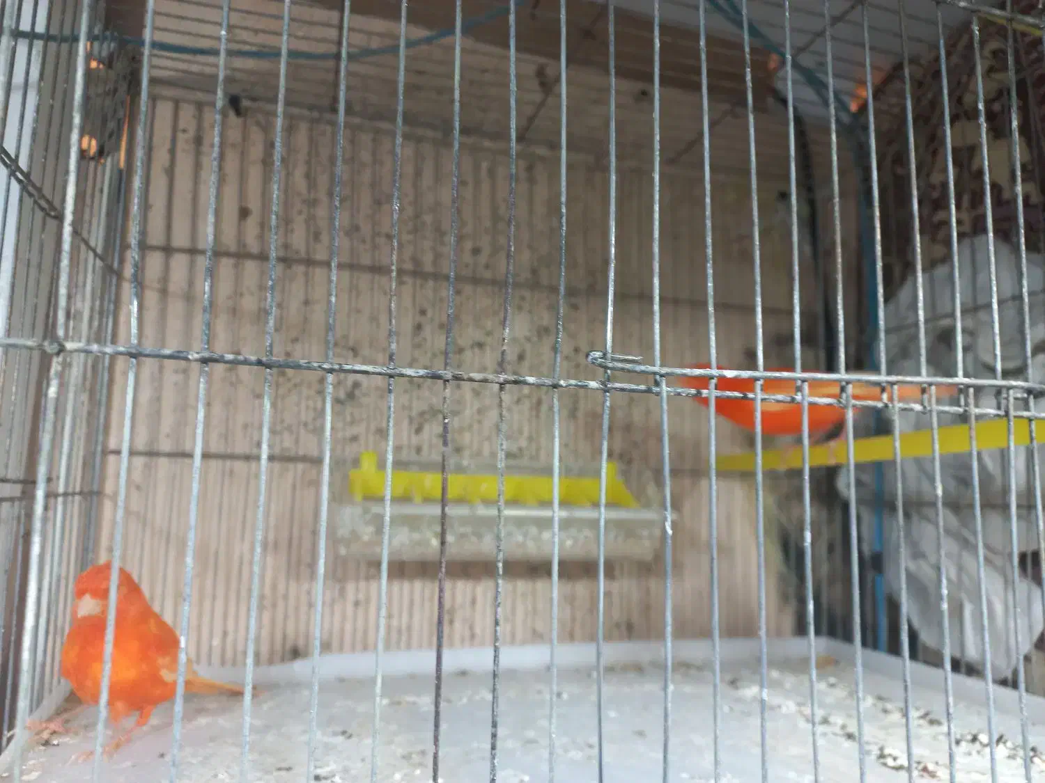 یه جفت قناری رد جفتی قیمت چهارپانصد|پرنده|فارسان, |دیوار