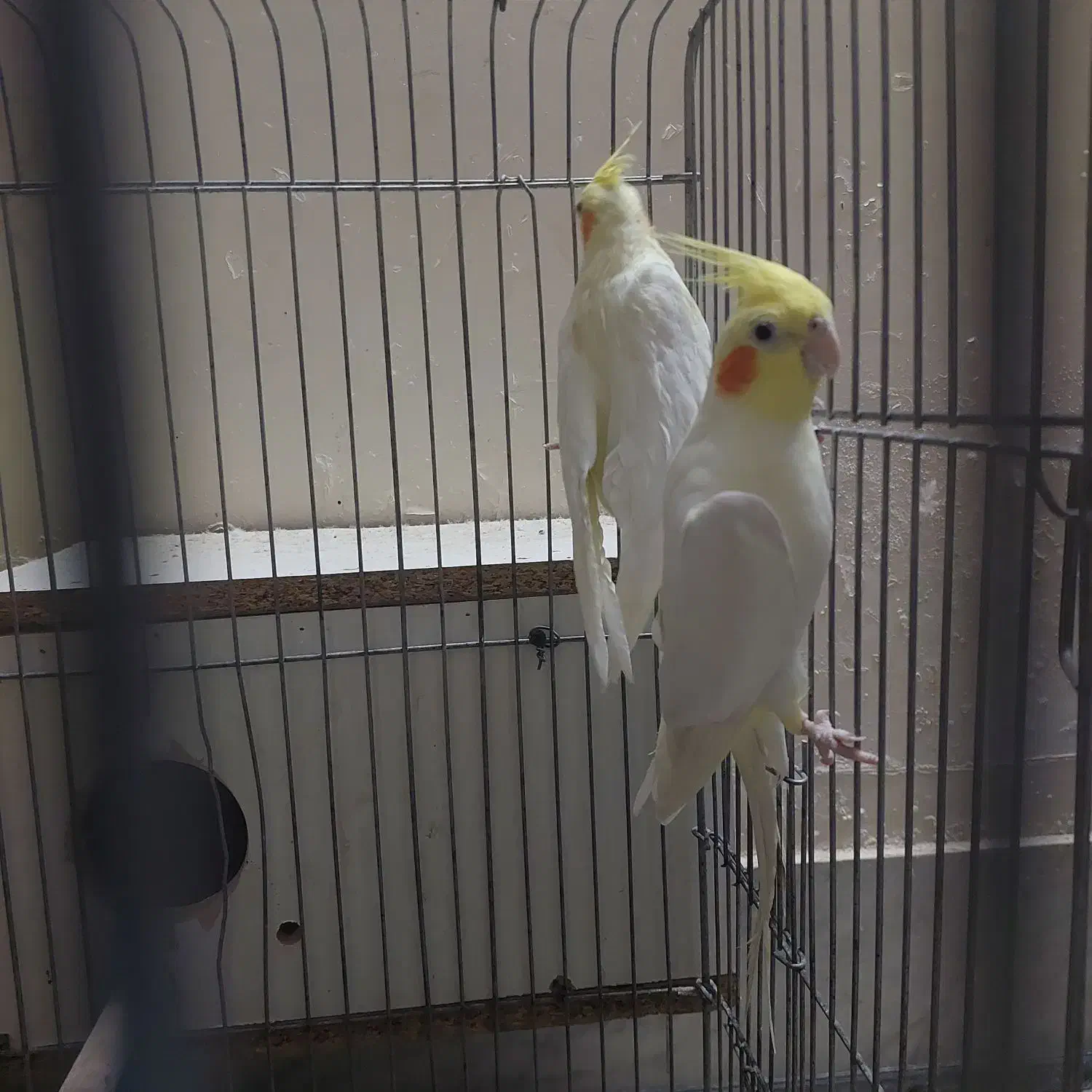 عروس هلندی|پرنده|حمیدیا, |دیوار