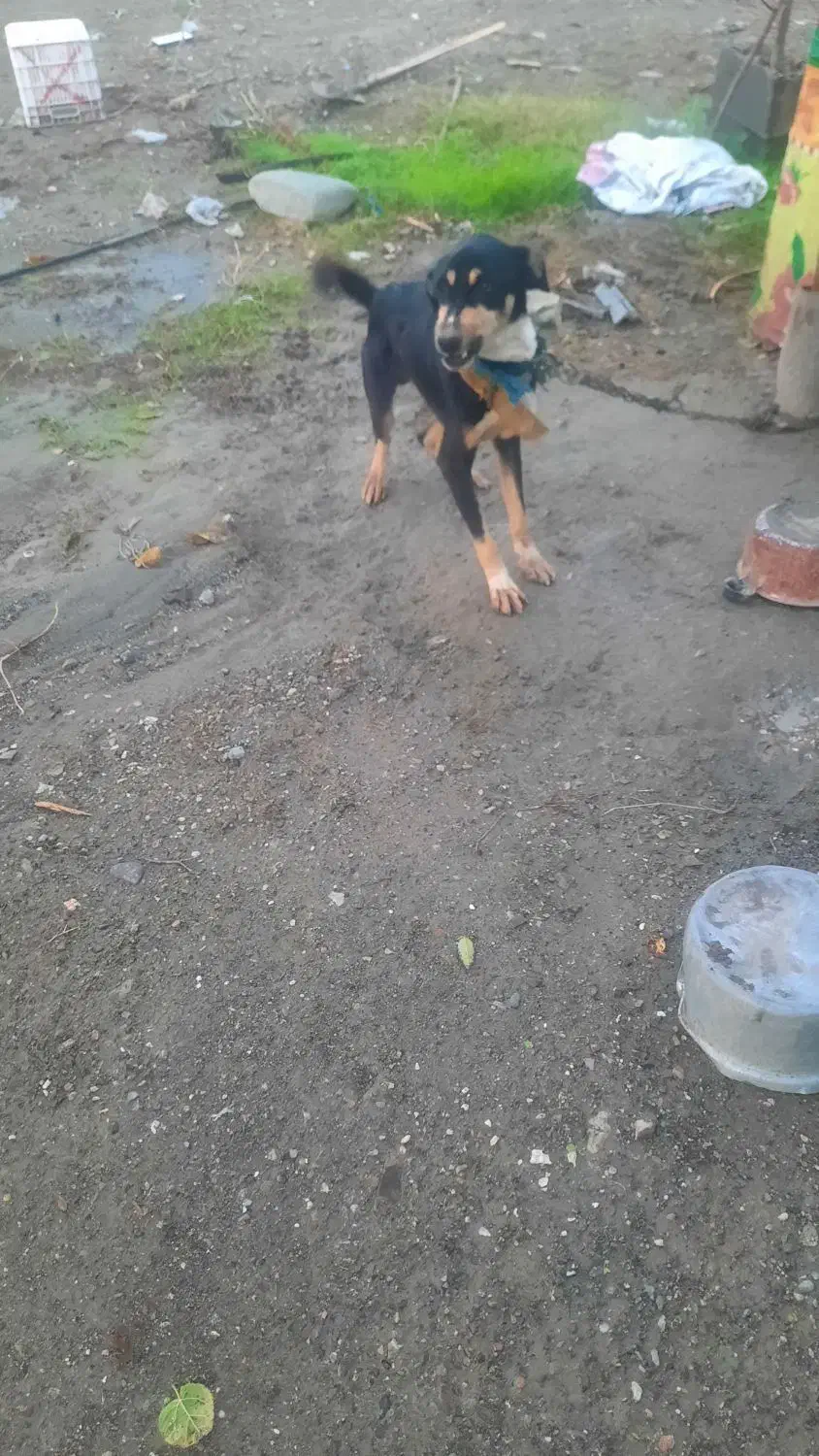 سگ رودان|سگ|رودان, |دیوار