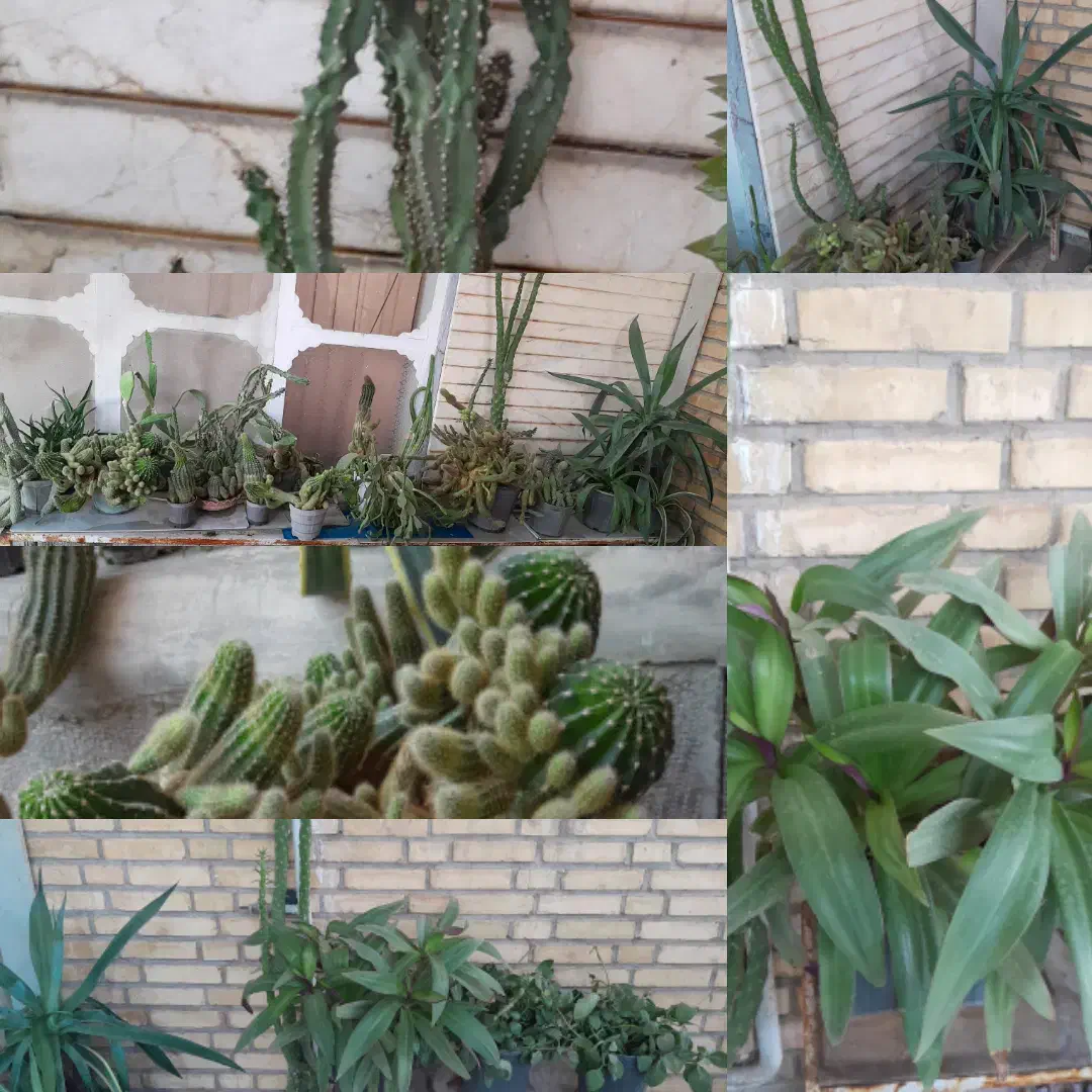 گل وکاکتوس|گل و گیاه طبیعی|فسا, |دیوار