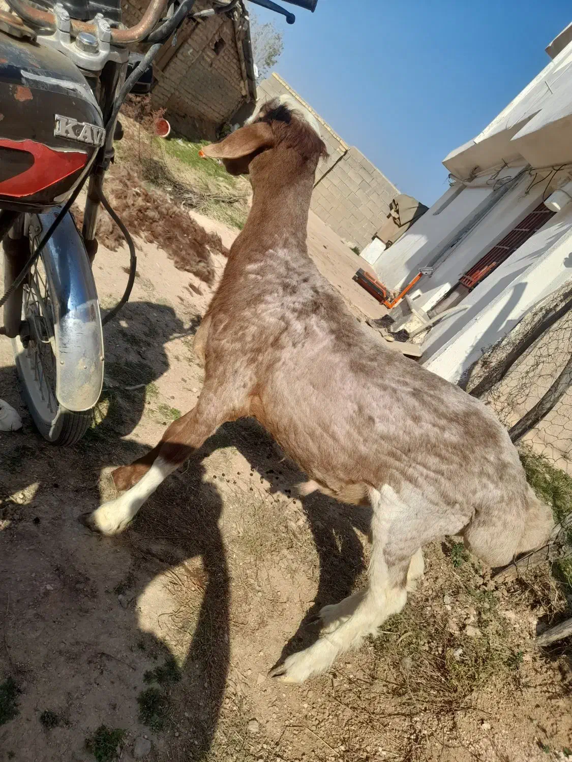 یک عدد تقلی تخمی  درجه یک چینی|حیوانات مزرعه|دوزین, |دیوار