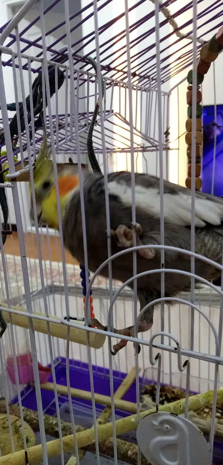 عروس سخنگو 8ماهه کاملا دستی با قفس|پرنده|رشت, کوی عرفان|دیوار