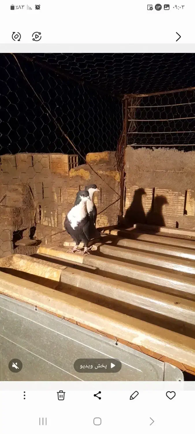 یک جفت سیاه سیندق|پرنده|رفسنجان, |دیوار