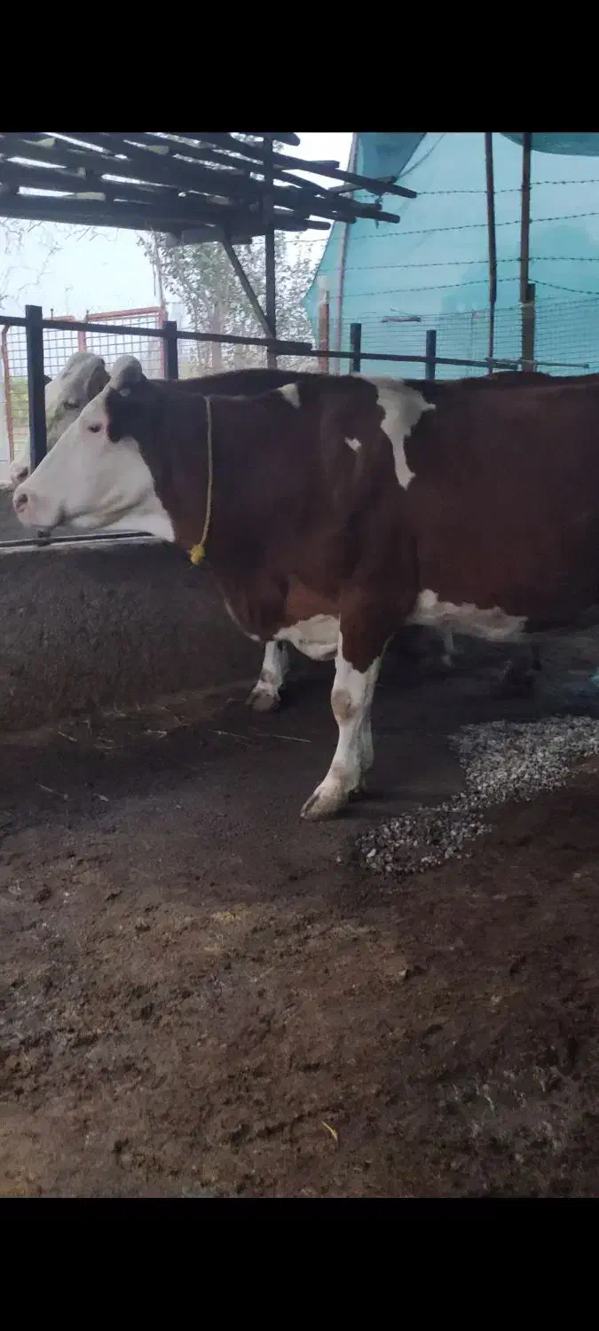 گاو سیمینتال شیری ابست|حیوانات مزرعه|بهشهر, |دیوار