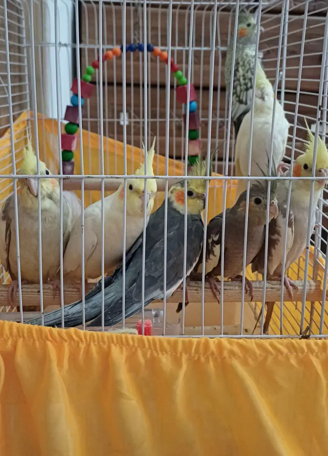 عروس هلندی|پرنده|بندر انزلی, مسکن مهر|دیوار