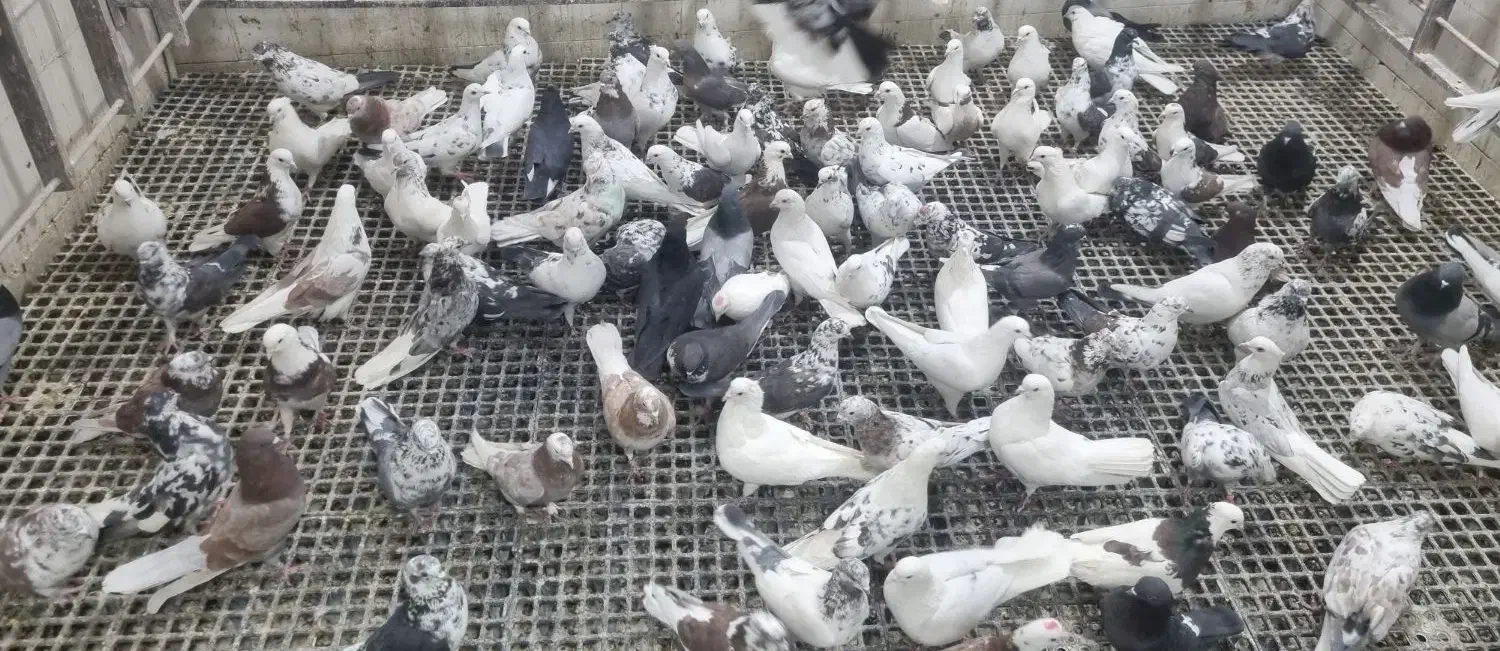 ۱۵۰ عدد پرشی|پرنده|اصفهان, عطار نیشابوری|دیوار