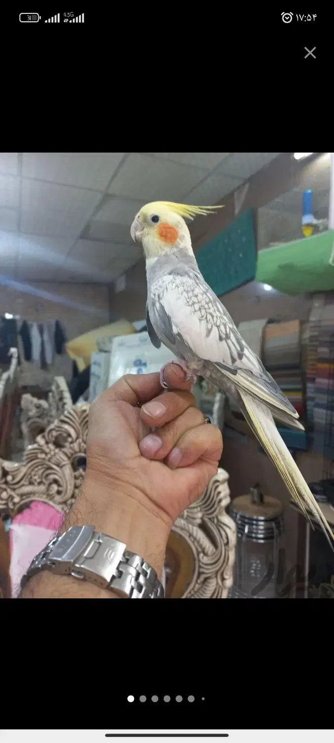 عروس هلندی|پرنده|سردرود, |دیوار