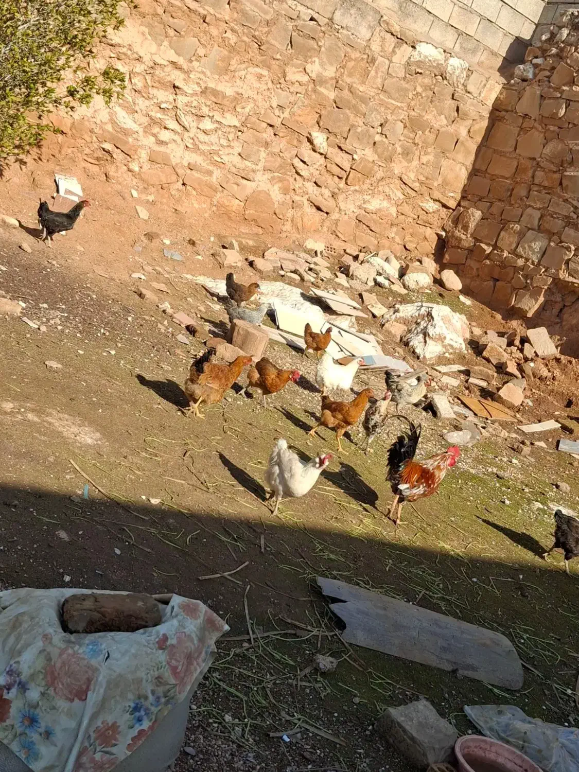 مرغ محلی|حیوانات مزرعه|مسجد سلیمان, |دیوار