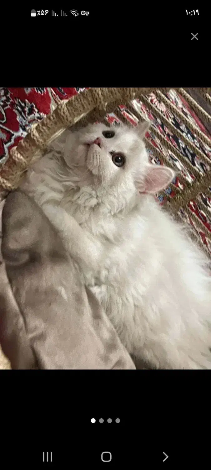 گربه پیدا شده|گربه|کرمان, |دیوار