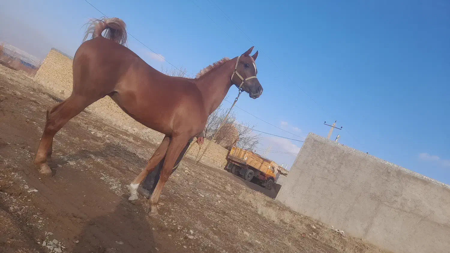 اسب عرب دو سر وارداتی|اسب و تجهیزات اسب‌سواری|تهران, جوادیه|دیوار