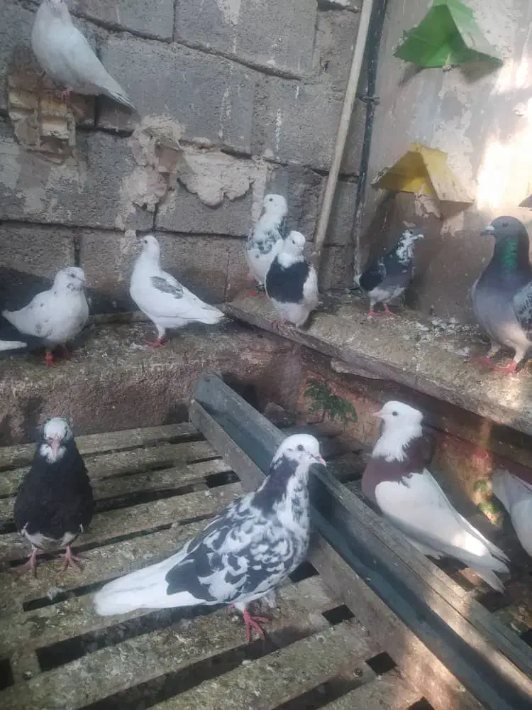 کبوتر|پرنده|رامهرمز, |دیوار