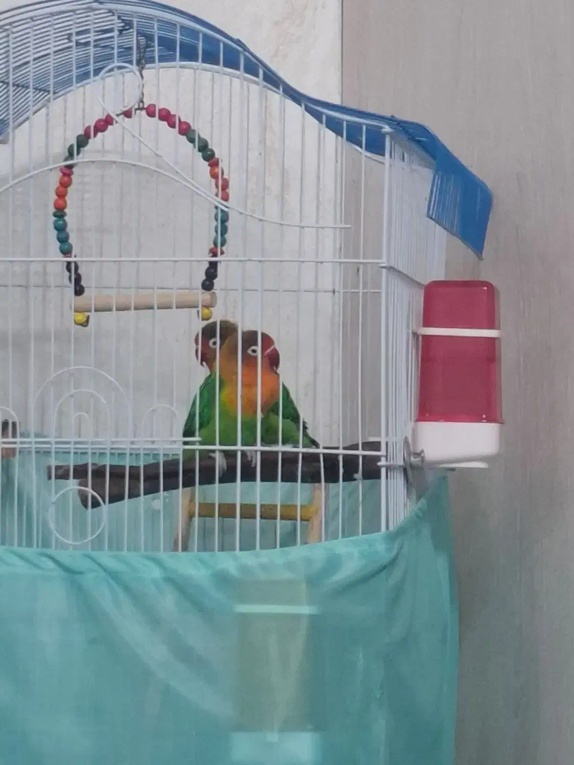 طوطی برزیلی|پرنده|ری, دیلمان|دیوار