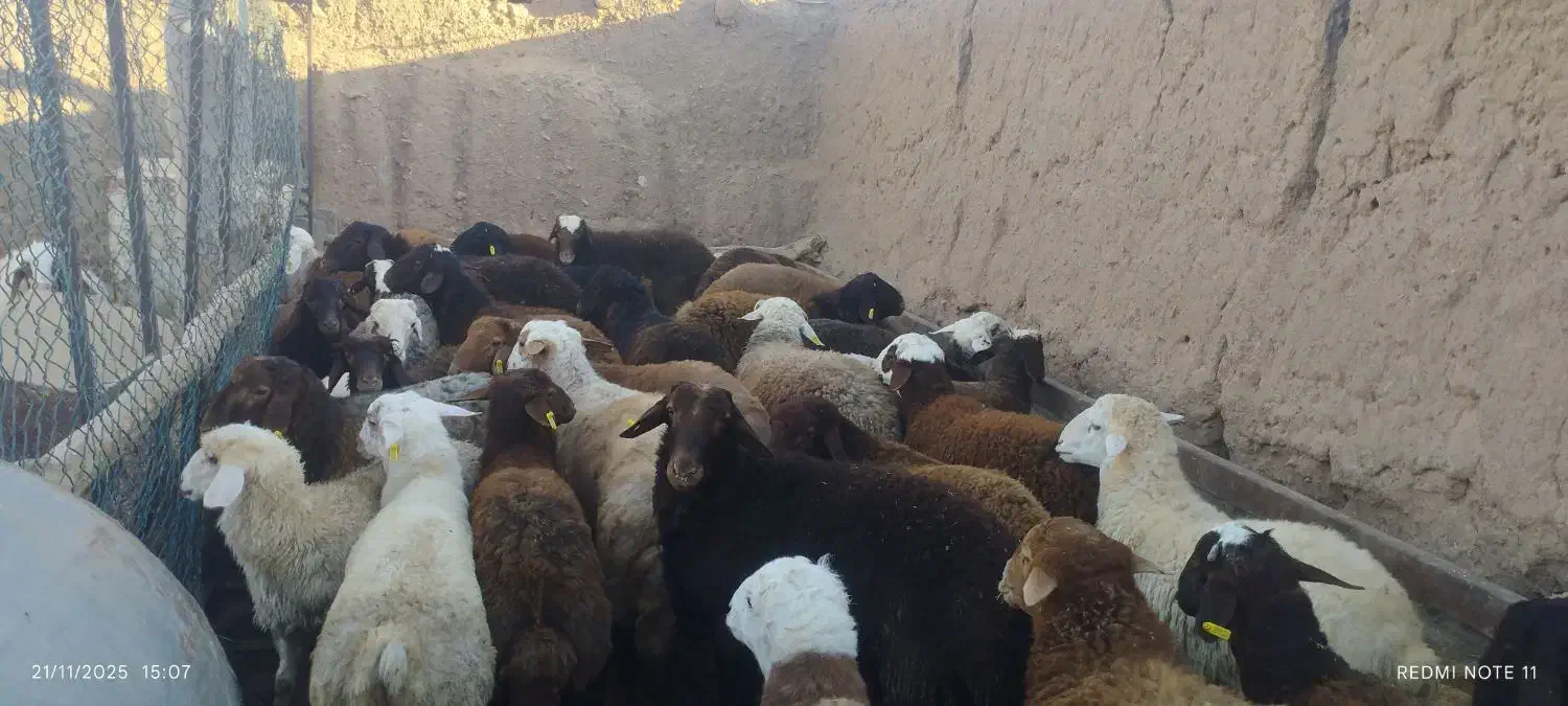 بره نرچاق|حیوانات مزرعه|قائن, |دیوار