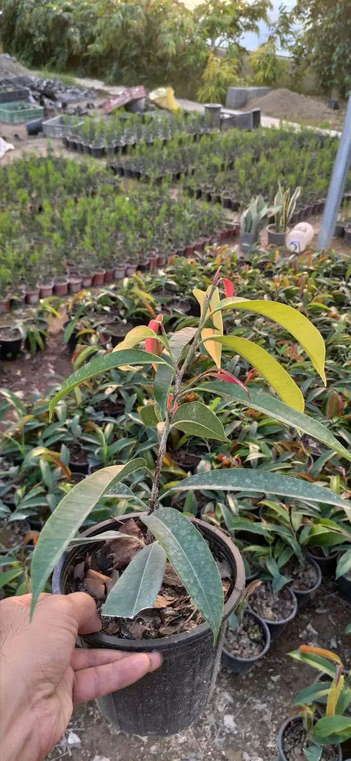 فروش عمده آمستل کینگ سطل ۳ تعداد بالا|گل و گیاه طبیعی|نکا, |دیوار