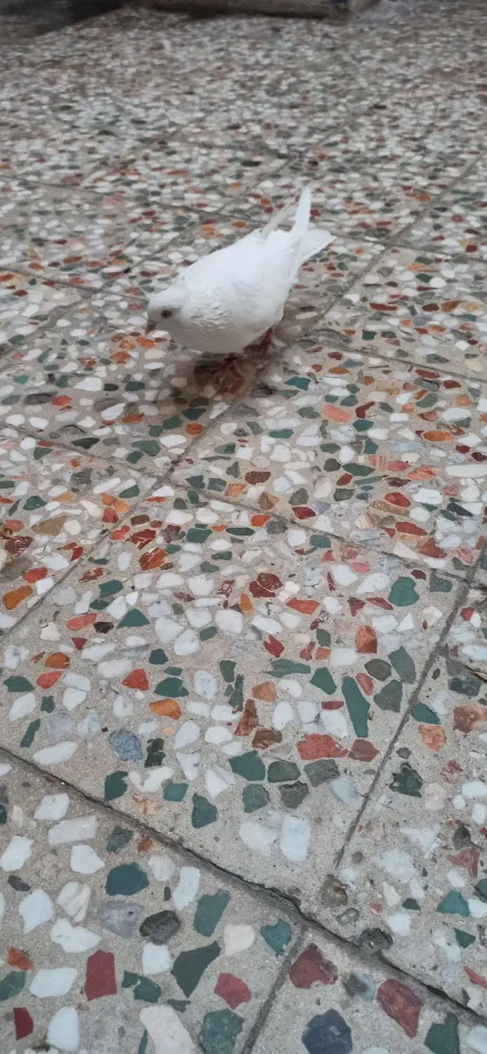 اراکی چنگ وچشم سفید|پرنده|بندر امام خمینی, |دیوار