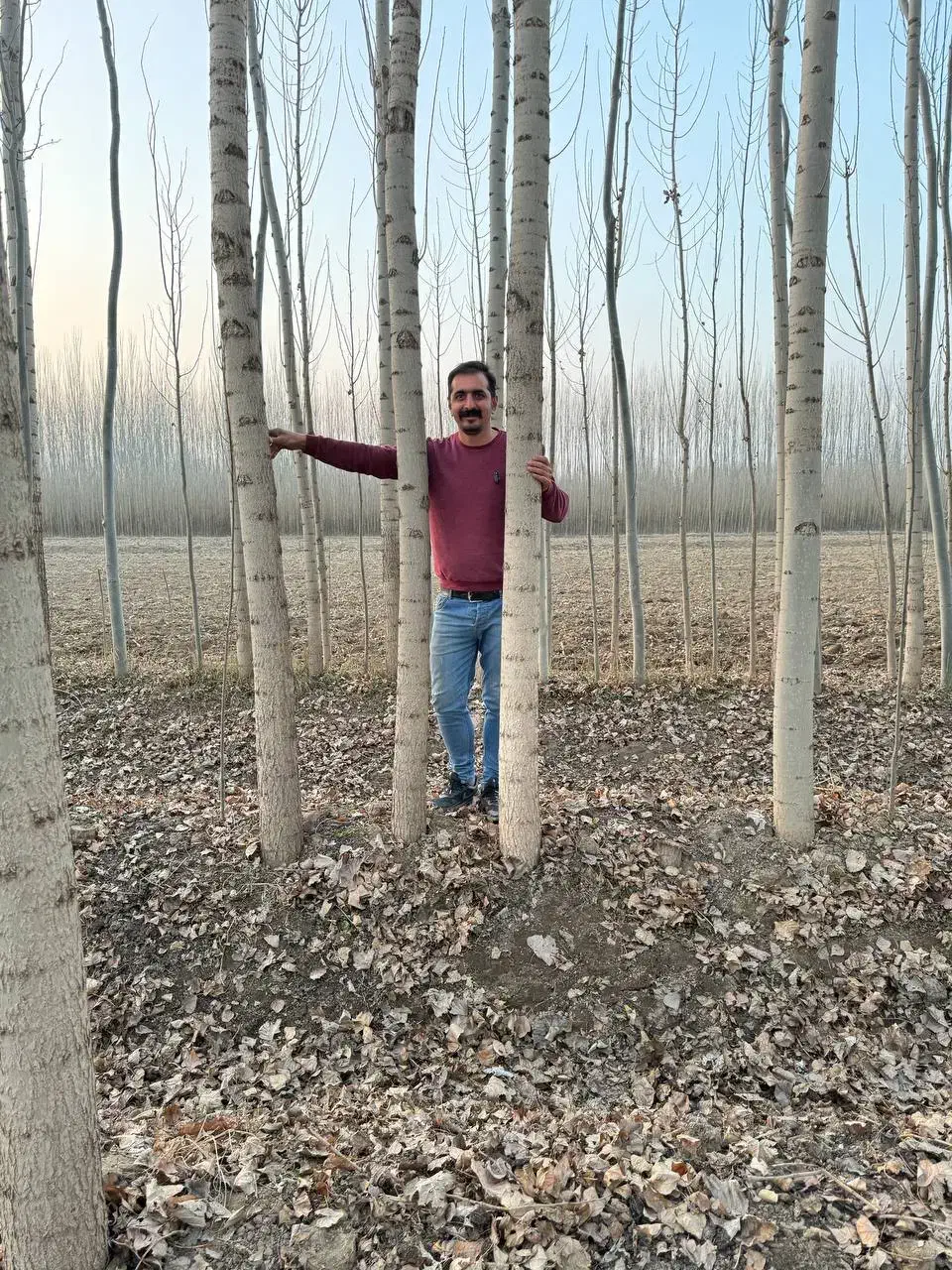 نهال صنوبر سرعت سبز|خدمات باغبانی و درختکاری|پلدختر, |دیوار