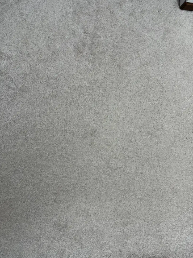 پالاز موکت|موکت|آمل, |دیوار