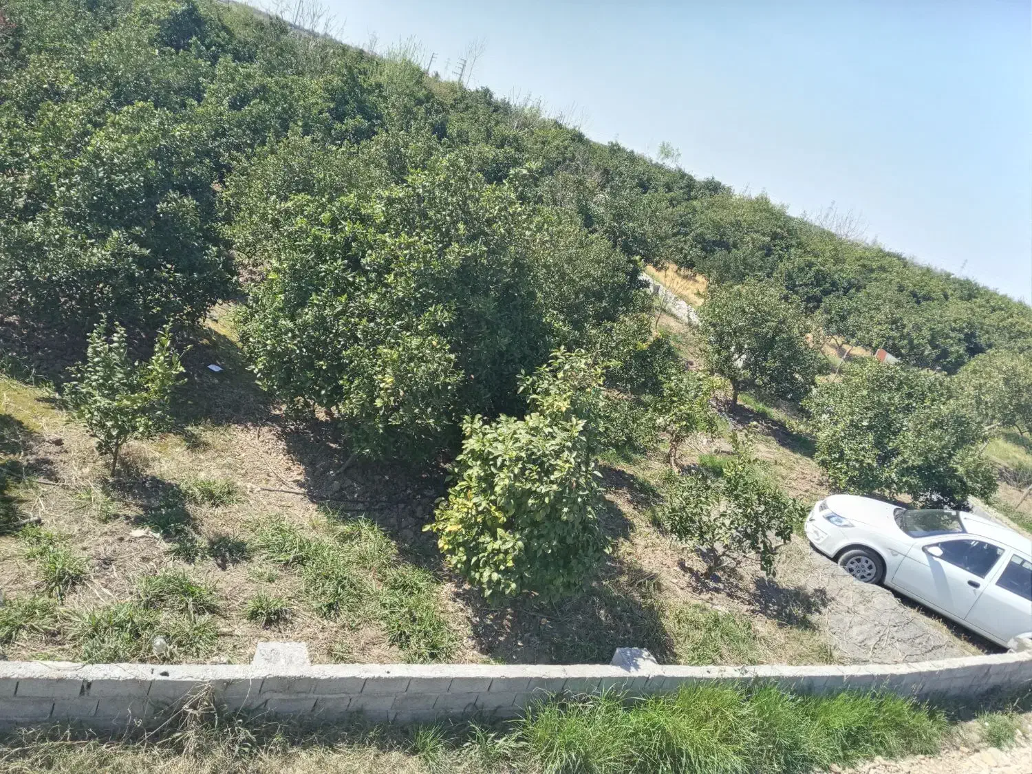 فروش باغ مرکبات۲۰سالهدر روستای پائین لموک|فروش زمین و ملک کلنگی|ارطه, |دیوار