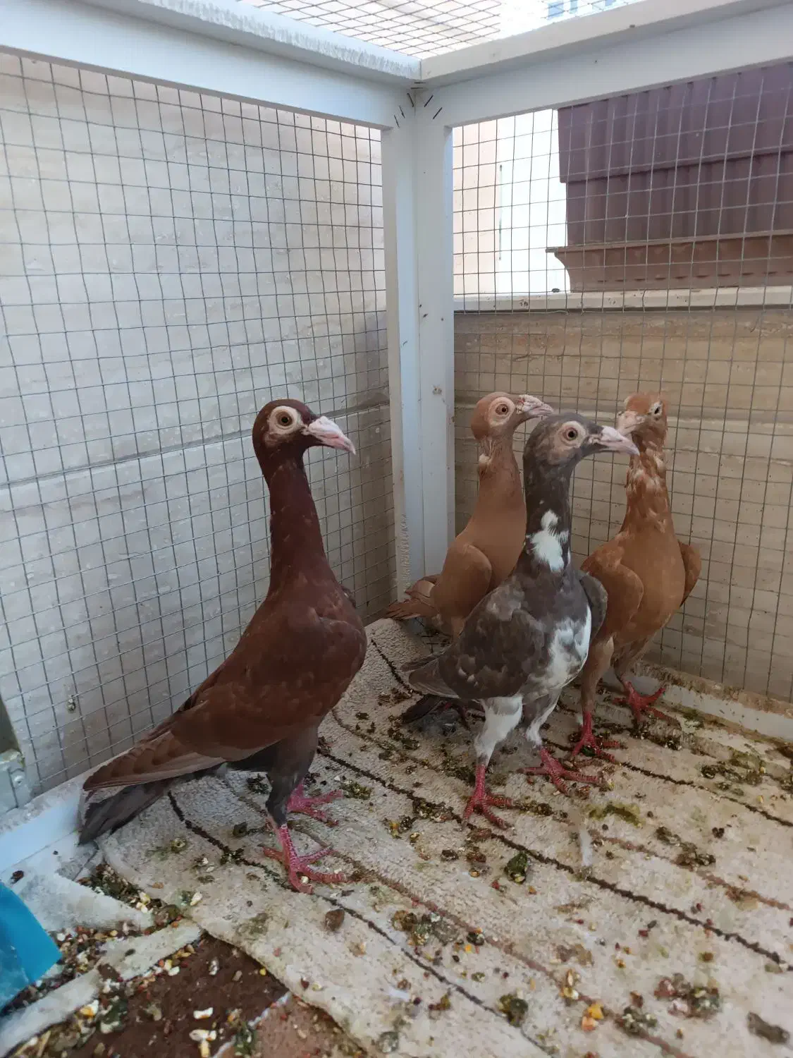 فروش ۴ عدد کاریر جوجه و جوانه زرد و سرخ|پرنده|رضویه, |دیوار