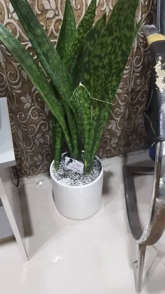 فروش سانساریو|گل و گیاه طبیعی|خرمشهر, |دیوار