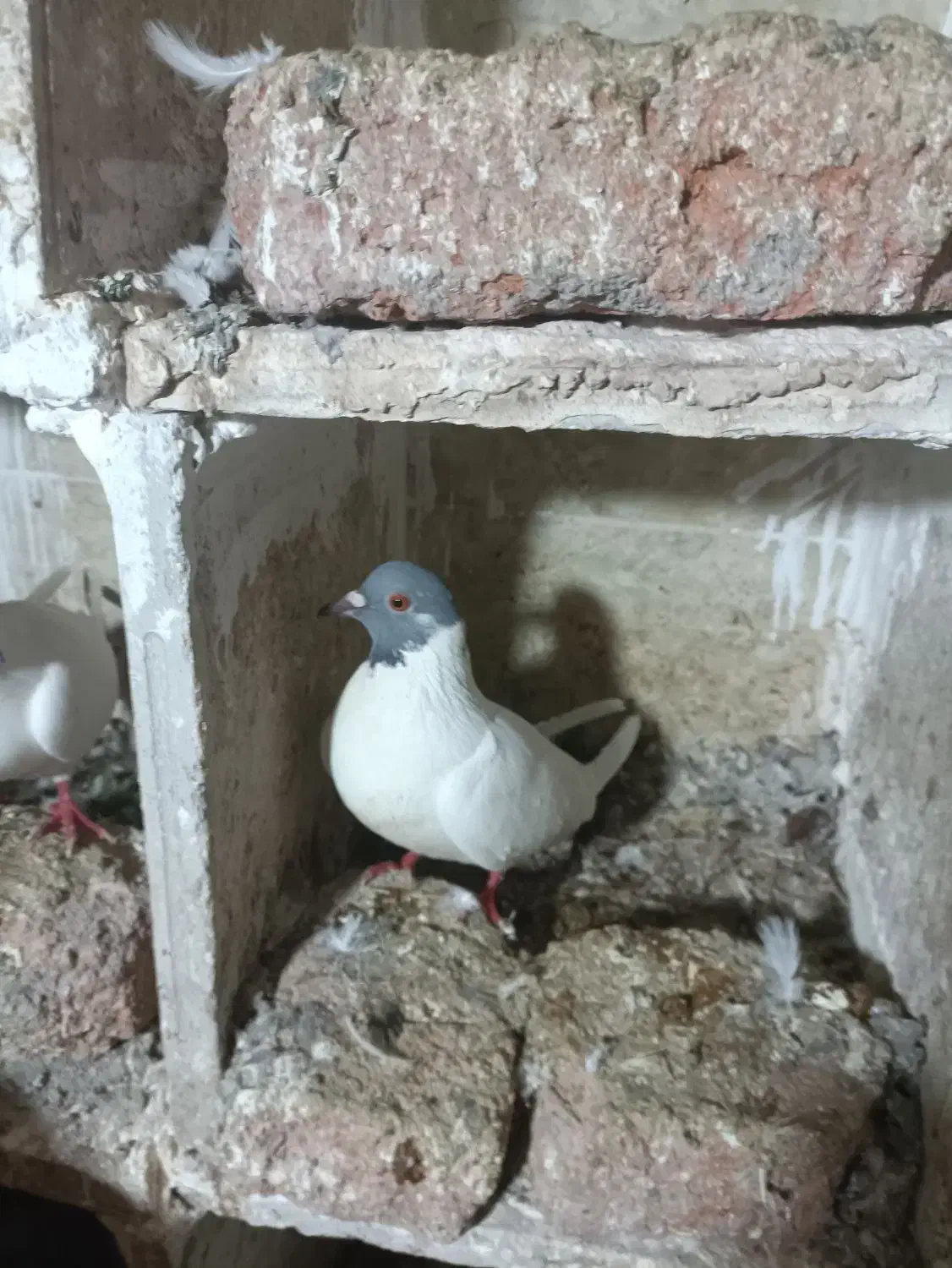 کبوتر دورح گوباش|پرنده|اردبیل, |دیوار