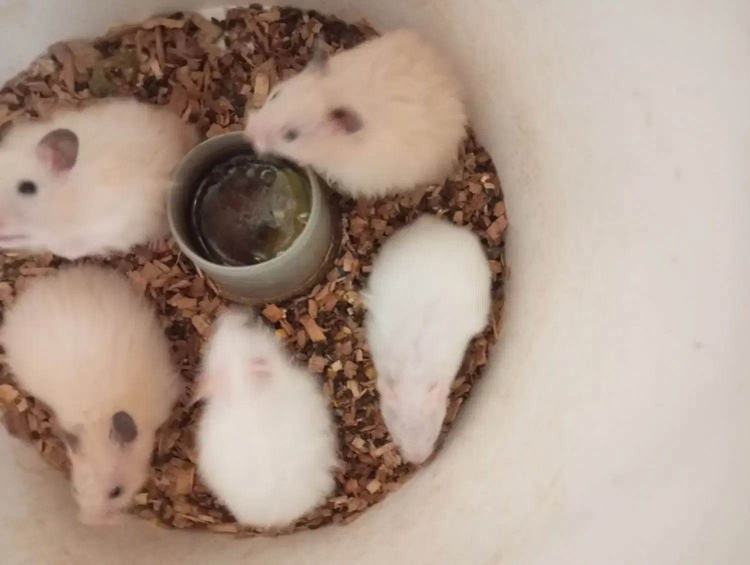 همستر|موش و خرگوش|یزد, |دیوار