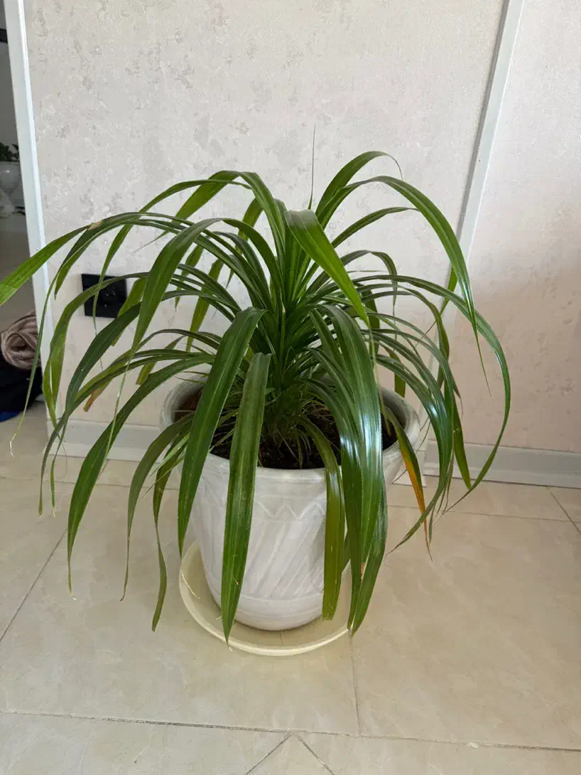 گل طبیعی|گل و گیاه طبیعی|شیراز, انجیره|دیوار