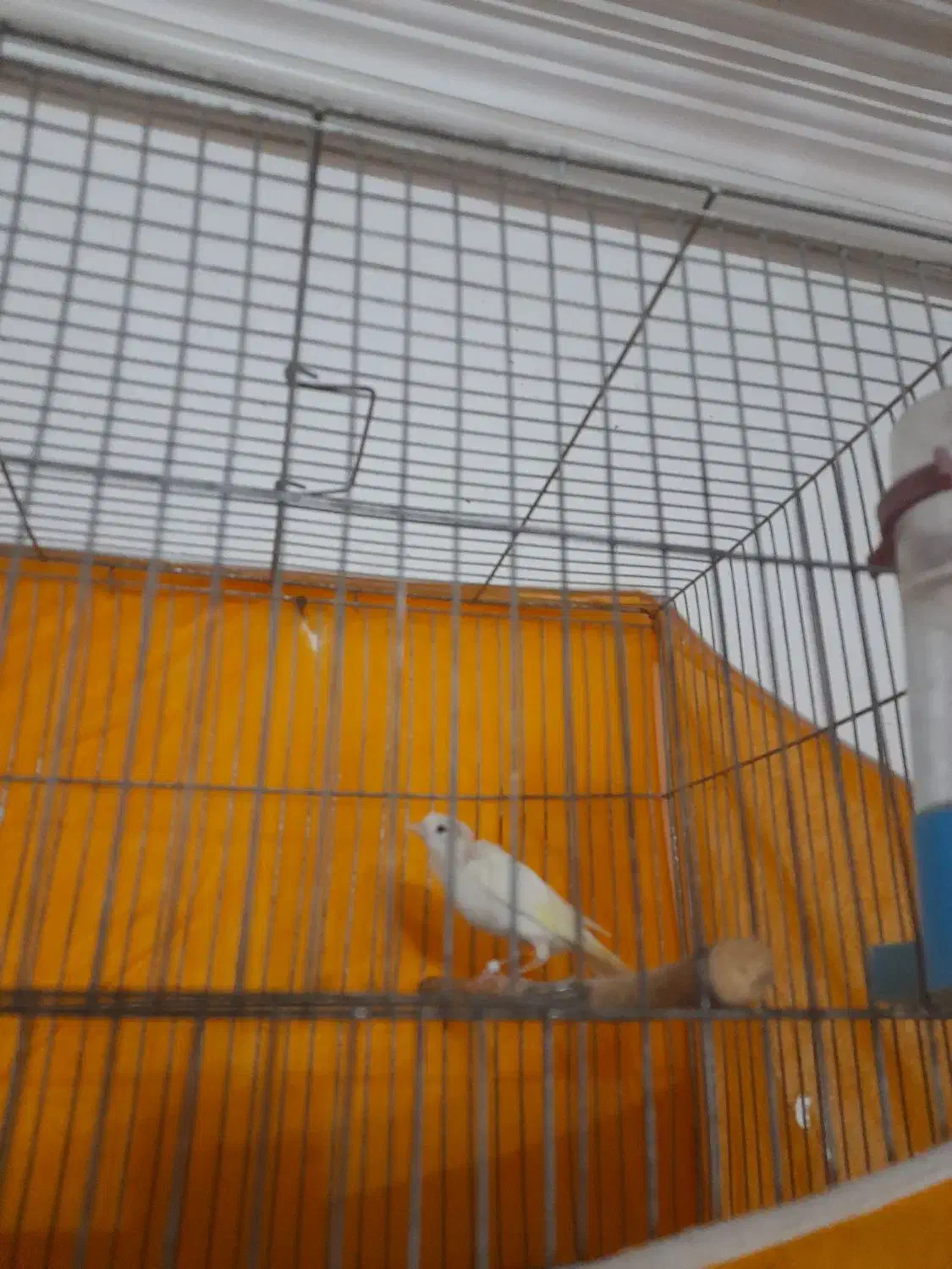 قناری سفید بخون جوان|پرنده|شهرضا, |دیوار