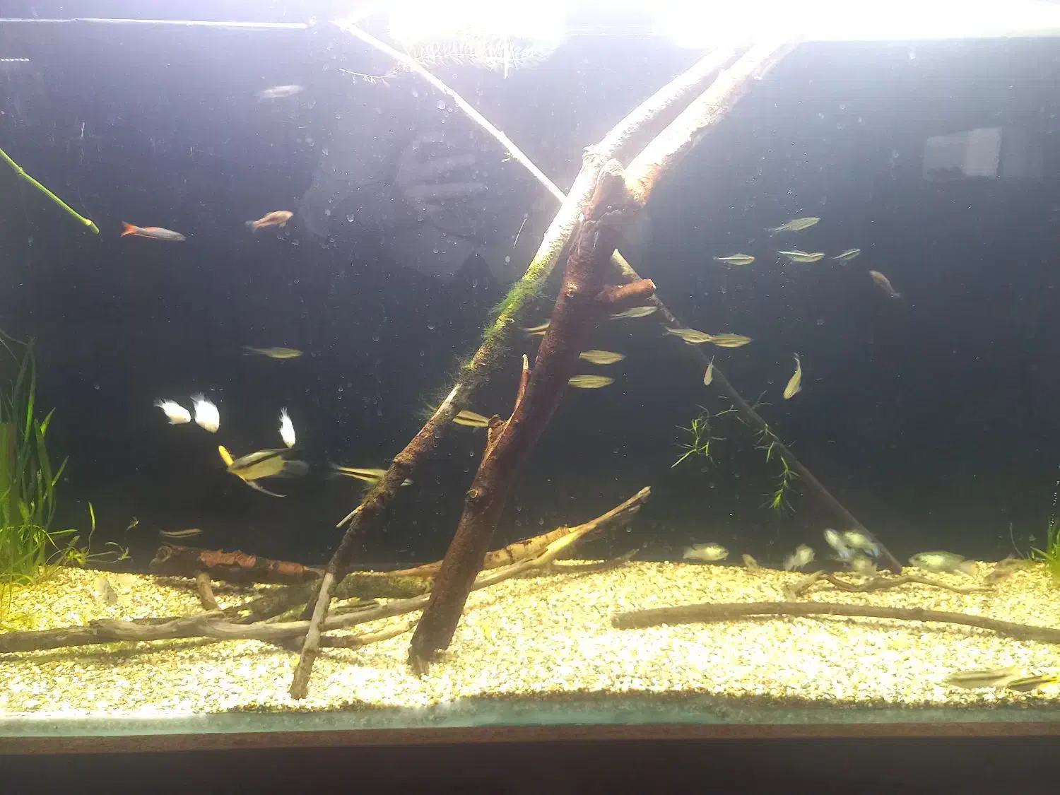 آکواریوم آنجل|ماهی|خوی, |دیوار