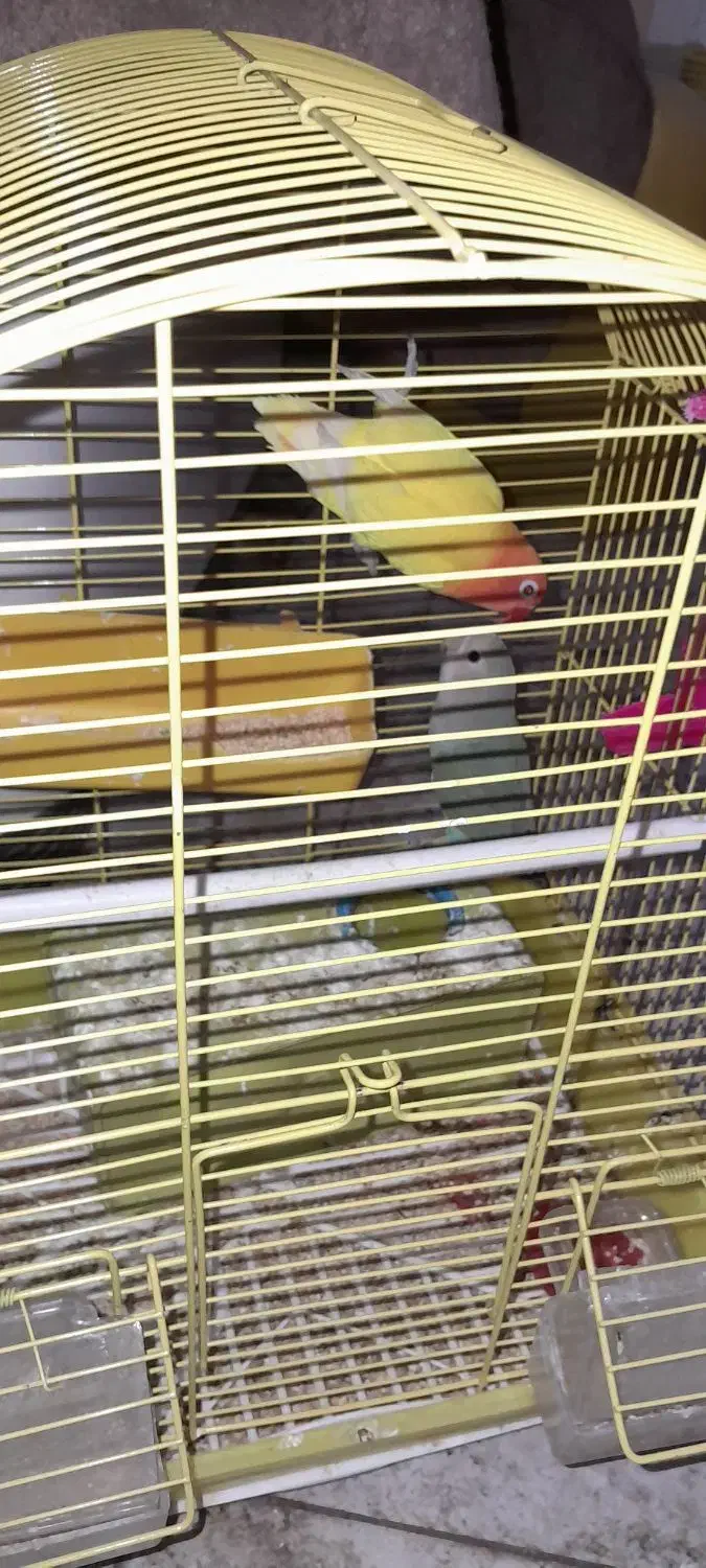 یک جفت طوطی برزیلی نروماده|پرنده|اهواز, کوی سعدی|دیوار