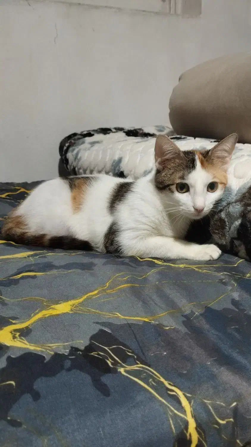 واگذاری بچه گربه|گربه|بندر انزلی, سامانسر|دیوار