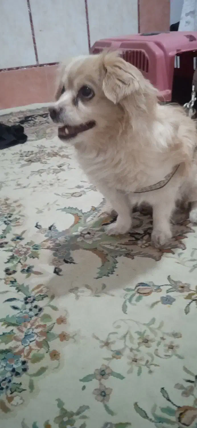 سگ،|سگ|زاهدان, |دیوار