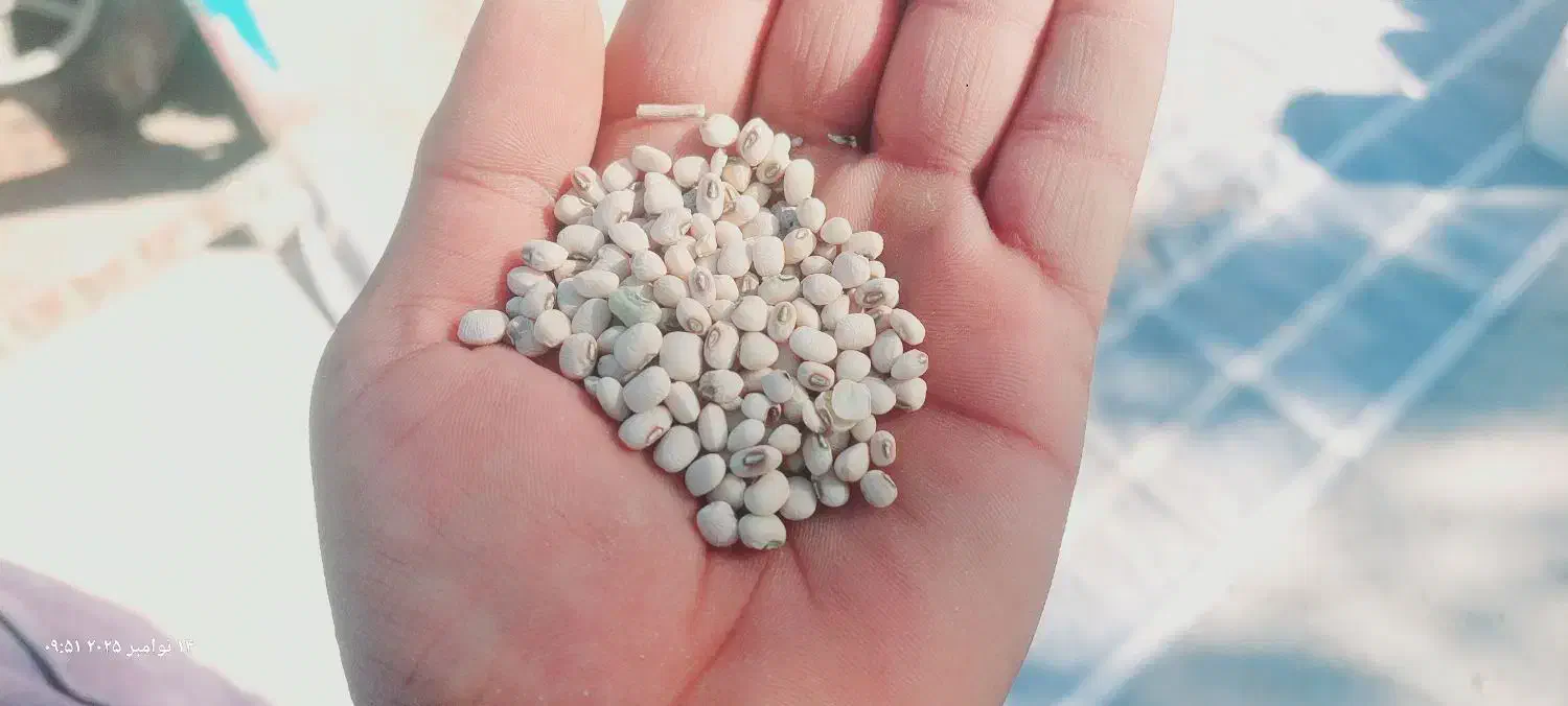 لوبیا پلو برداشت روز|عمده‌فروشی|قیروکارزین, |دیوار