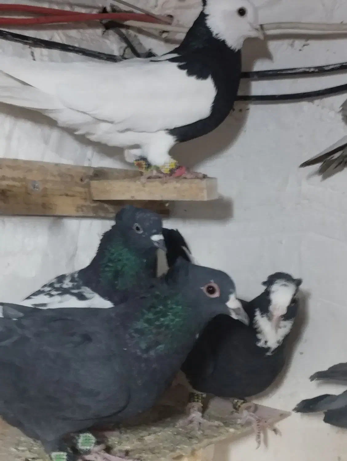 6عدد|حراج|بیرجند, |دیوار