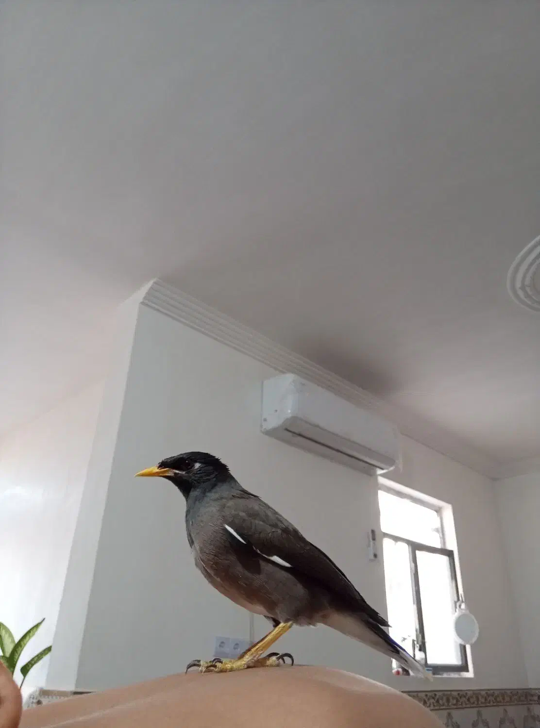 مرغ مینا|پرنده|بم, |دیوار