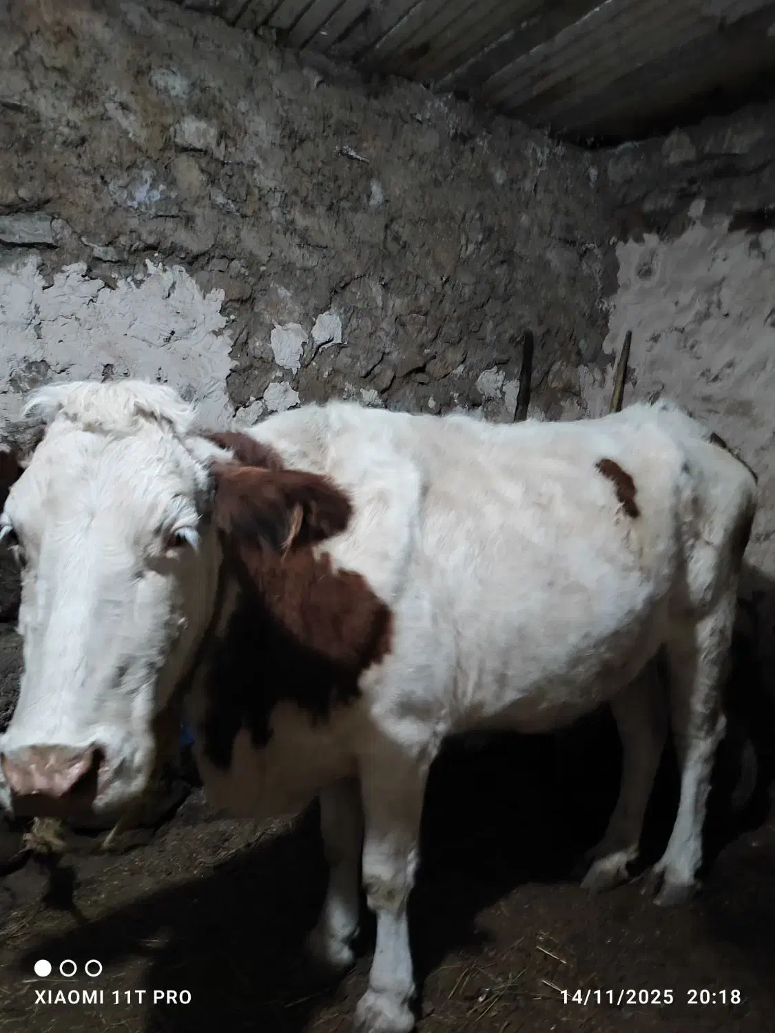 گاو سمیتال|حیوانات مزرعه|سیلوانه, |دیوار