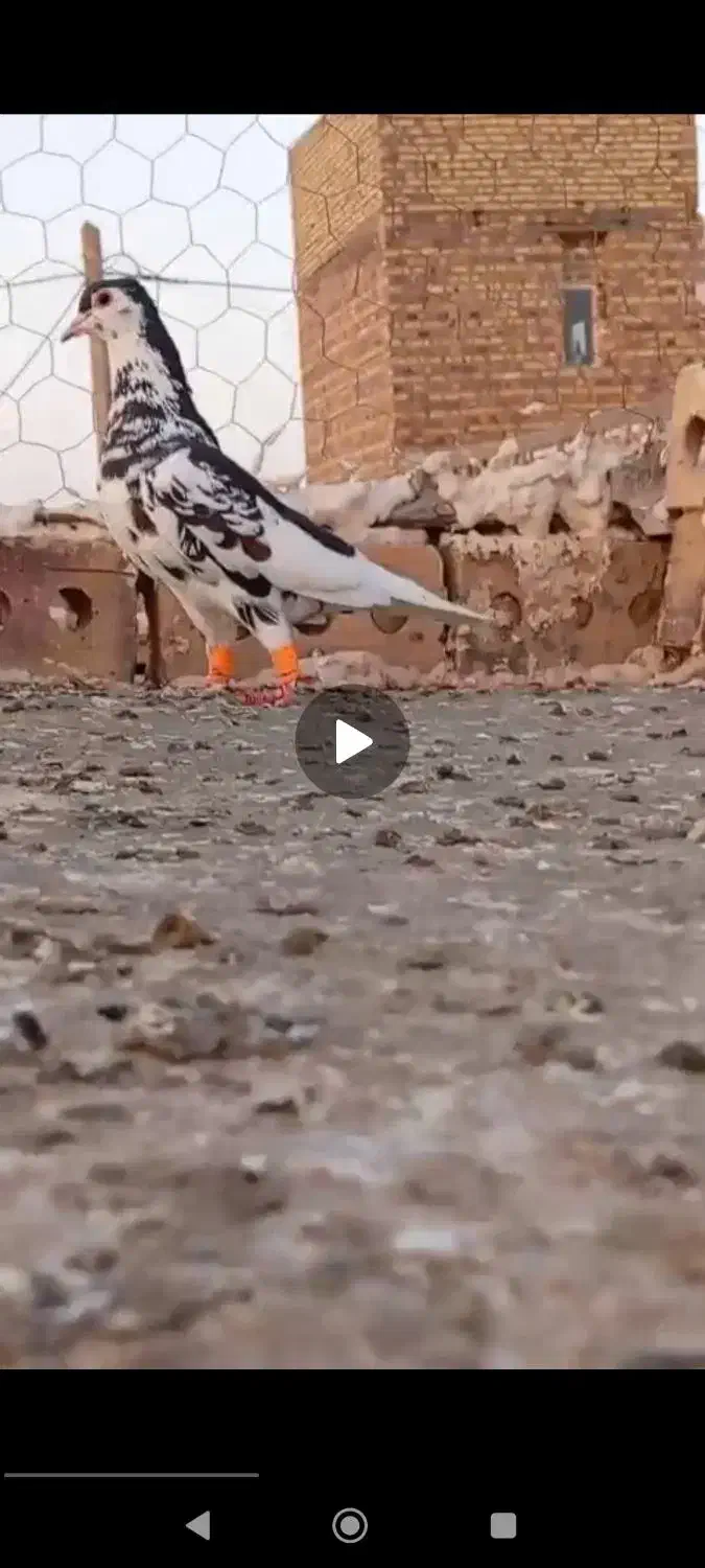 کبوتر خوشکل طوقی ،ساده افشون|پرنده|تربت جام, جامرود|دیوار