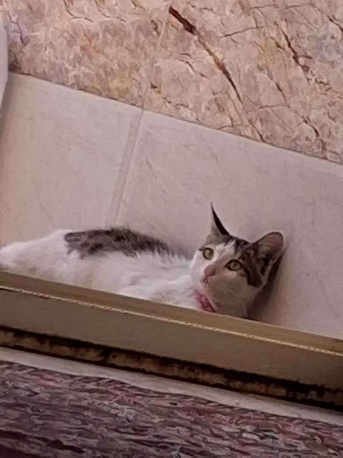 گربه گمشده|گربه|کاشان, یحیی آباد|دیوار