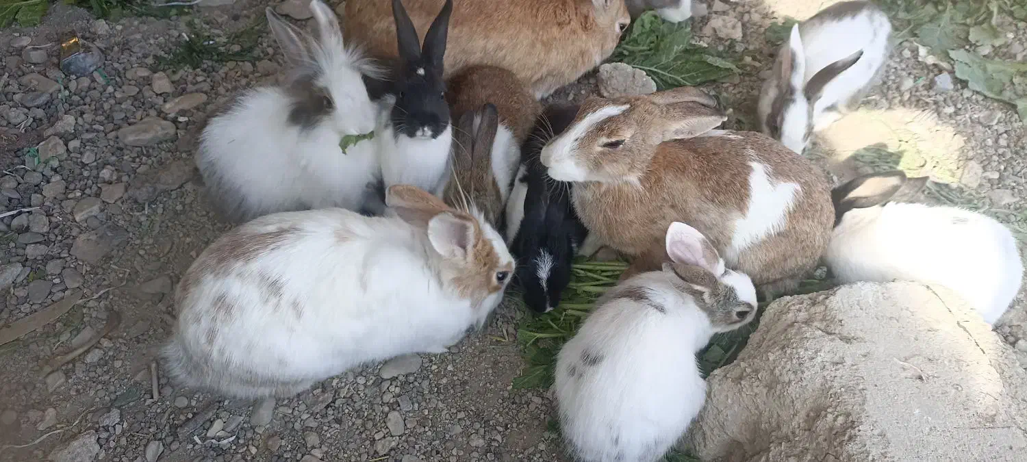 تعدادی بچه خرگوش بازیگوش|موش و خرگوش|دشت ذهاب, |دیوار