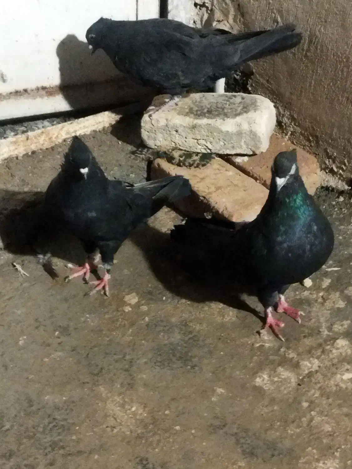 کفتر|پرنده|کوهدشت, |دیوار