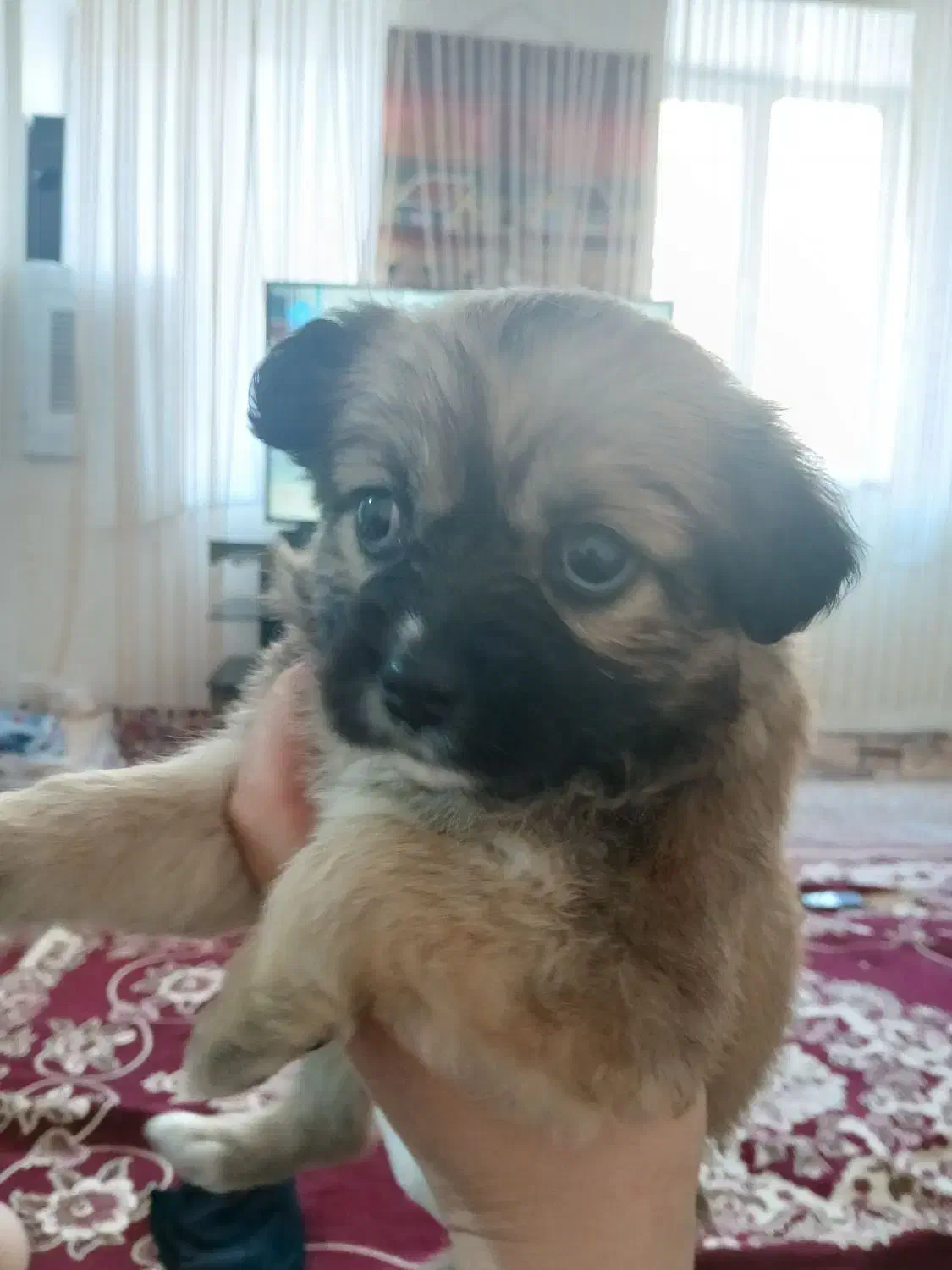 سگ شیتزو|سگ|ارومیه, |دیوار