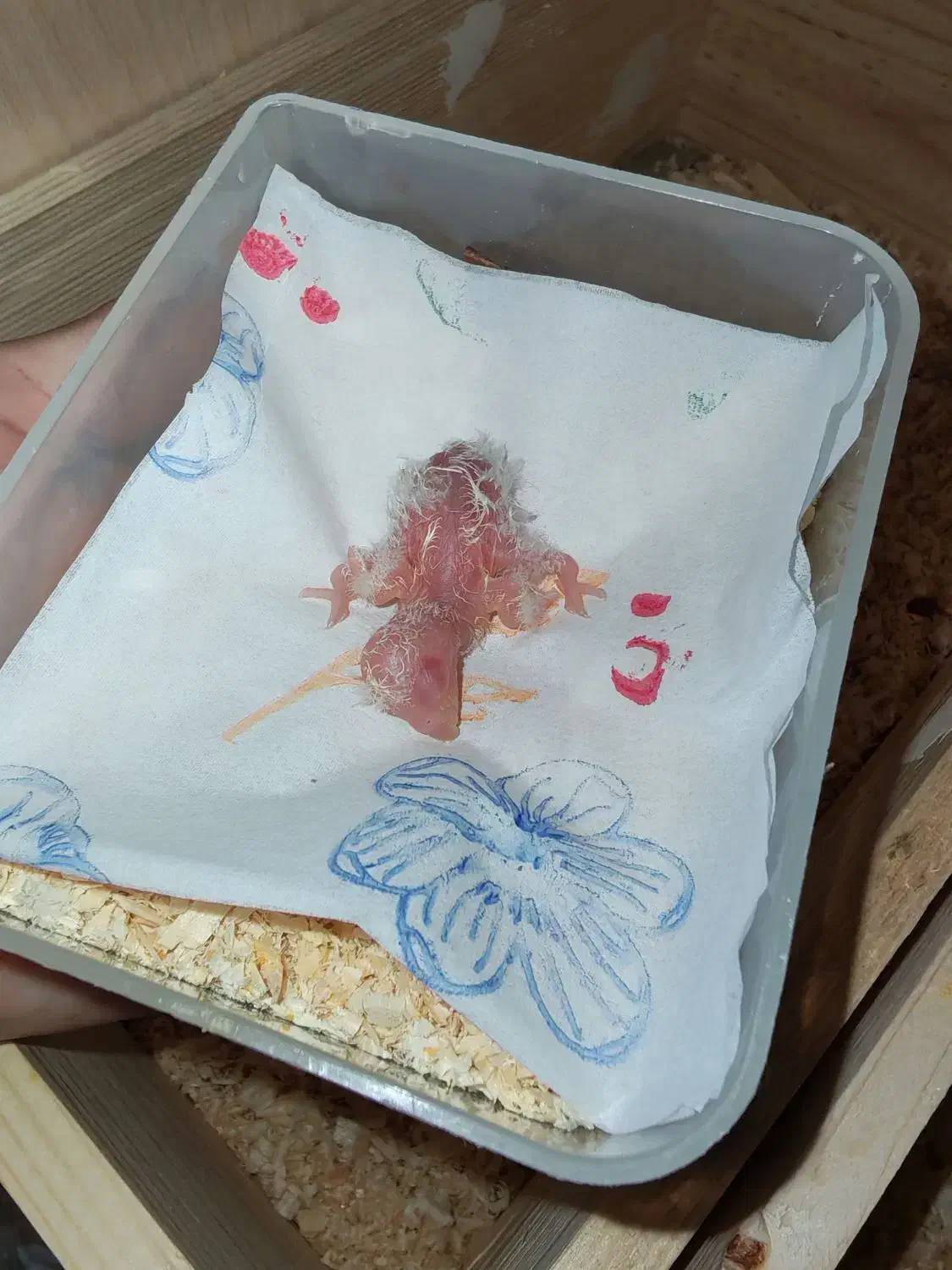 فروش تخم و جوجه سرلاکی طوطی راهب|پرنده|نیشابور, شهرک اندیشه|دیوار