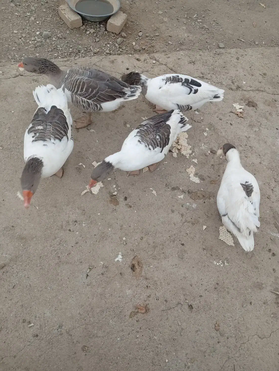 5 تا غاز|حیوانات مزرعه|بروجرد, |دیوار