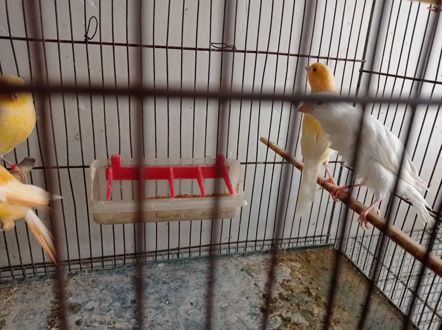 فروش قناری|پرنده|بهبهان, |دیوار