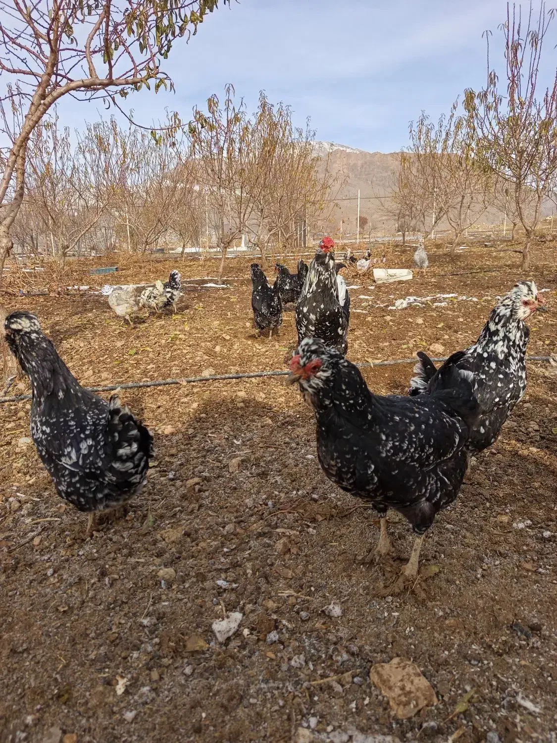 فروش مرغ و خروس گلین بدون پر رنگی|حیوانات مزرعه|فارسان, |دیوار