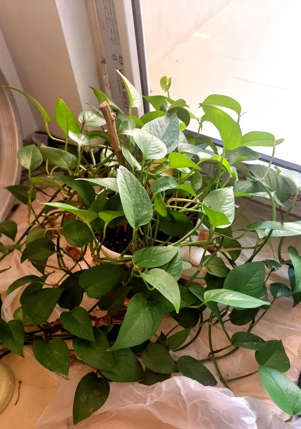 گل آپارتمانی|گل و گیاه طبیعی|تهران, شهرک آتی شهر|دیوار